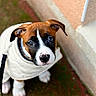 puppy, dog, white_jacket, leash, brown, black, white, cute, pet, animal, outdoor, looking_up, young_dog, moss, pavement, curious, ears, face, portrait, sitting