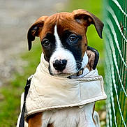 Chanelle a rejoint le concours — aidez-le/la à gagner de superbes lots ! puppy, dog, pet, jacket, coat, leash, fence, outdoor, grass, pathway, brown, white, black, cute, young, animal, portrait, closeup, ears, sitting