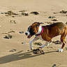 Chanelle a rejoint le concours — aidez-le/la à gagner de superbes lots ! dog, beach, sand, running, brown, white, collar, pink_collar, animal, pet, outdoor, sunlight, playful, motion, paw_prints, happy, tongue_out, nature, canine, energetic