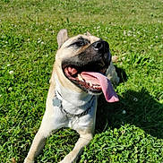 Eusky participe au concours pour gagner de l'argent avec cette photo : dog, grass, outdoor, sunlight, tongue, happy, pet, collar, playful, canine, nature, animal, summer, greenery, paw, lying_down, smiling, daylight, tongue_out, relaxed