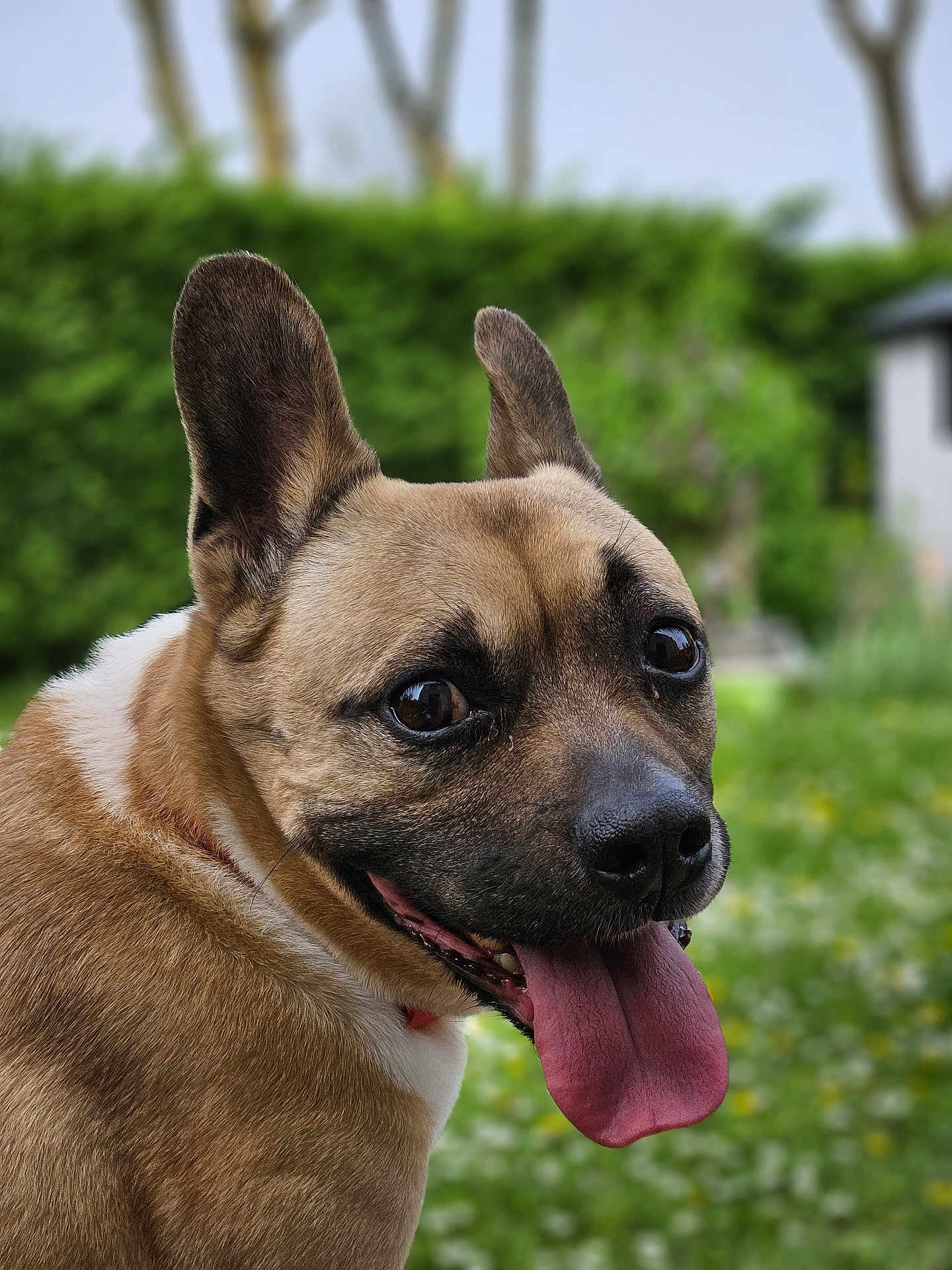 Eusky participe au concours pour gagner de l'argent avec cette photo : dog, pet, animal, tongue, ears, close_up, portrait, outdoor, greenery, grass, happy, canine, muzzle, brown_fur, black_nose, collar, nature, summer, tongue_out, looking