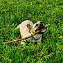 Eusky a rejoint le concours — aidez-le/la à gagner de superbes lots ! dog, stick, grass, meadow, outdoor, nature, pet, canine, happy, playful, animal, greenery, flora, chewing, collar, sunlight, summer, small_flowers, relaxed, tongue