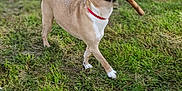 Eusky participe au concours pour gagner de l'argent avec cette photo : dog, stick, grass, outdoor, playful, canine, pet, red_collar, animal, nature, happy, walking, mouth, fur, daylight, greenery, blurry_background, field, active, small_dog