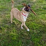 active, animal, blurry_background, canine, daylight, dog, field, fur, grass, greenery, happy, mouth, nature, outdoor, pet, playful, red_collar, small_dog, stick, walking