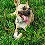 Eusky a rejoint le concours — aidez-le/la à gagner de superbes lots ! dog, tongue_out, grass, greenery, wildflowers, outdoor, pet, canine, happy, collar, nature, summer, animal, playful, fur, muzzle, ears, lying_down, daylight, cheerful