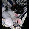 kitten, cat, black_and_white, pink_paws, plaid, chair, fabric, pet, animal, cute, small, young, fur, whiskers, ears, eyes, tongue, indoor, resting, closeup