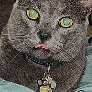 Jude joined the competition — help win amazing prizes! animal, bed, blanket, cat, close_up, collar, cute, domestic_cat, fur, gray_cat, indoor, mammal, paw_shaped_tag, pet, portrait, resting, tag, tongue_out, whiskers, yellow_eyes