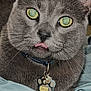 animal, bed, blanket, cat, close_up, collar, cute, domestic_cat, fur, gray_cat, indoor, mammal, paw_shaped_tag, pet, portrait, resting, tag, tongue_out, whiskers, yellow_eyes