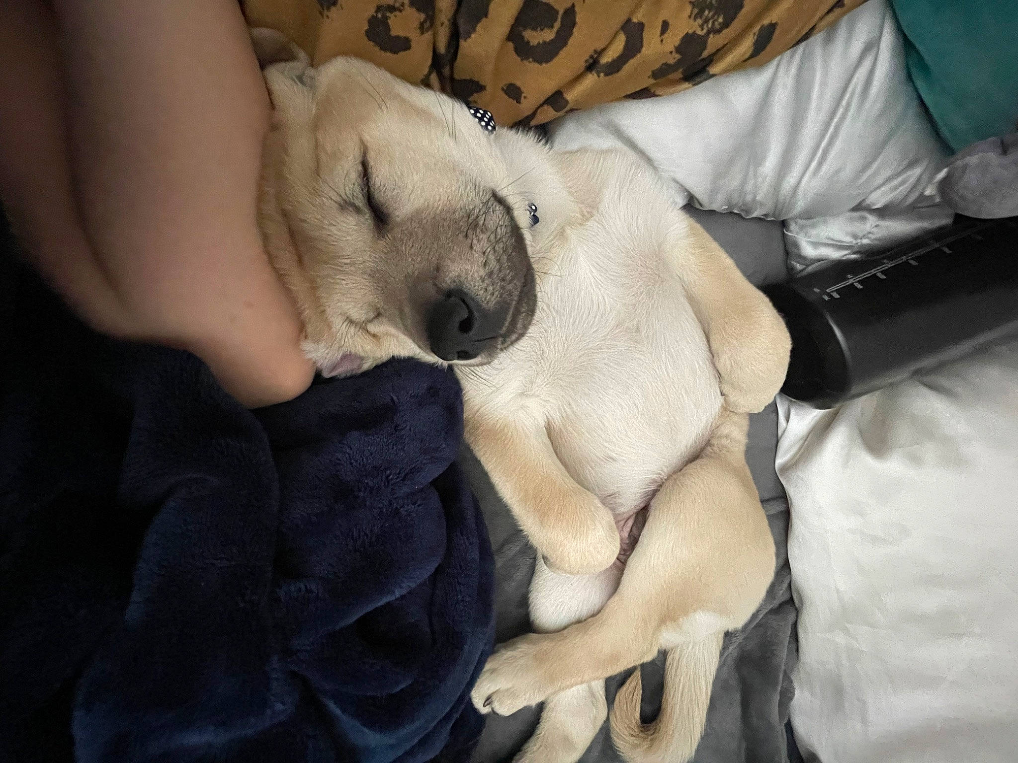 Butters joined the competition — help win amazing prizes! canidae, carnivore, comfort, companion_dog, dog, dog_breed, fawn, fur, linens, nap, non_sporting_group, paw, puppy_love, snout, sporting_group, toy_dog, whiskers