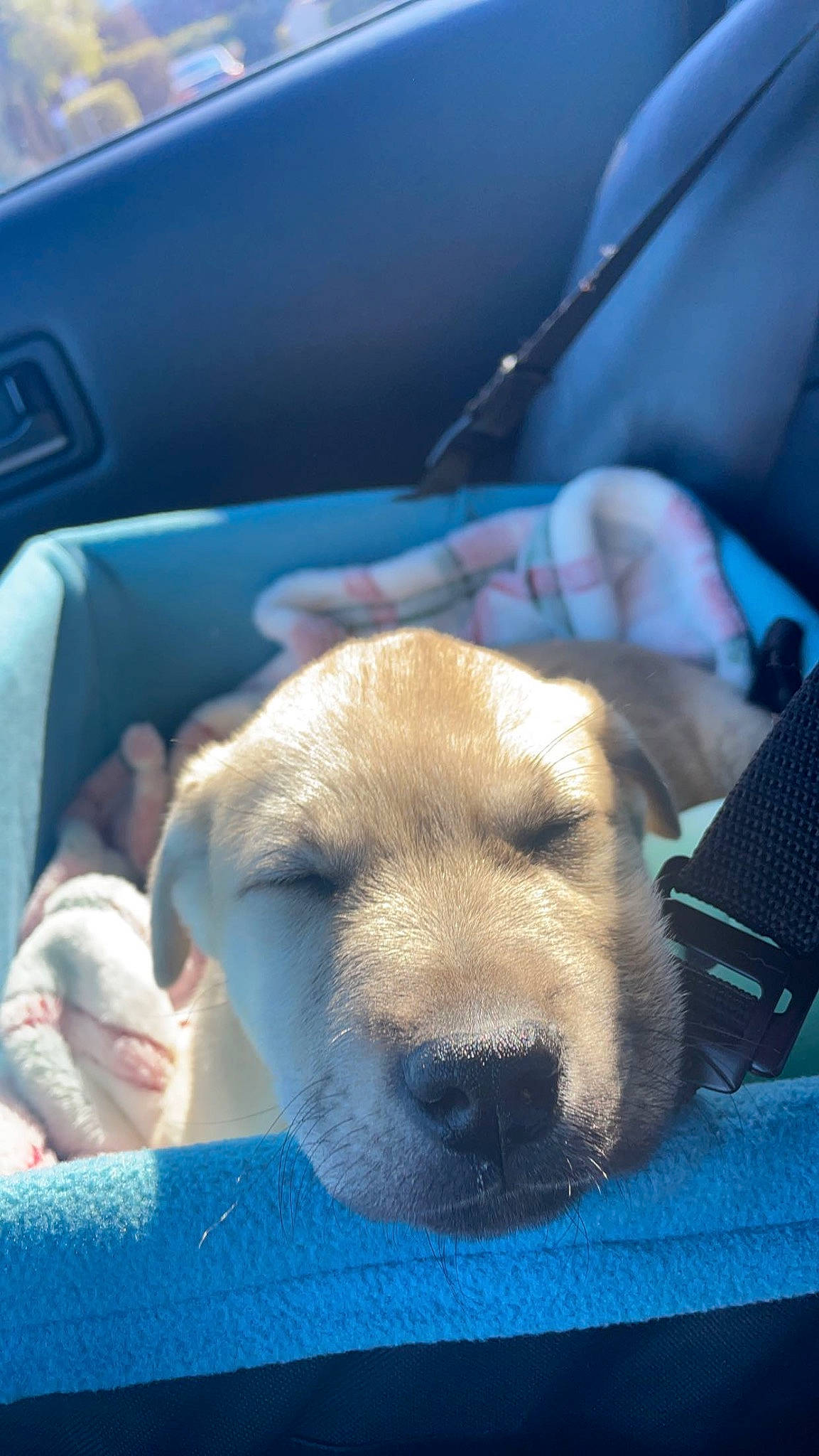 Butters joined the competition — help win amazing prizes! blue, canidae, carnivore, chair, comfort, companion_dog, dog, dog_breed, family_car, fawn, fur, nap, retriever, sleep, snout, sporting_group, terrestrial_animal, vehicle_door, whiskers, working_animal