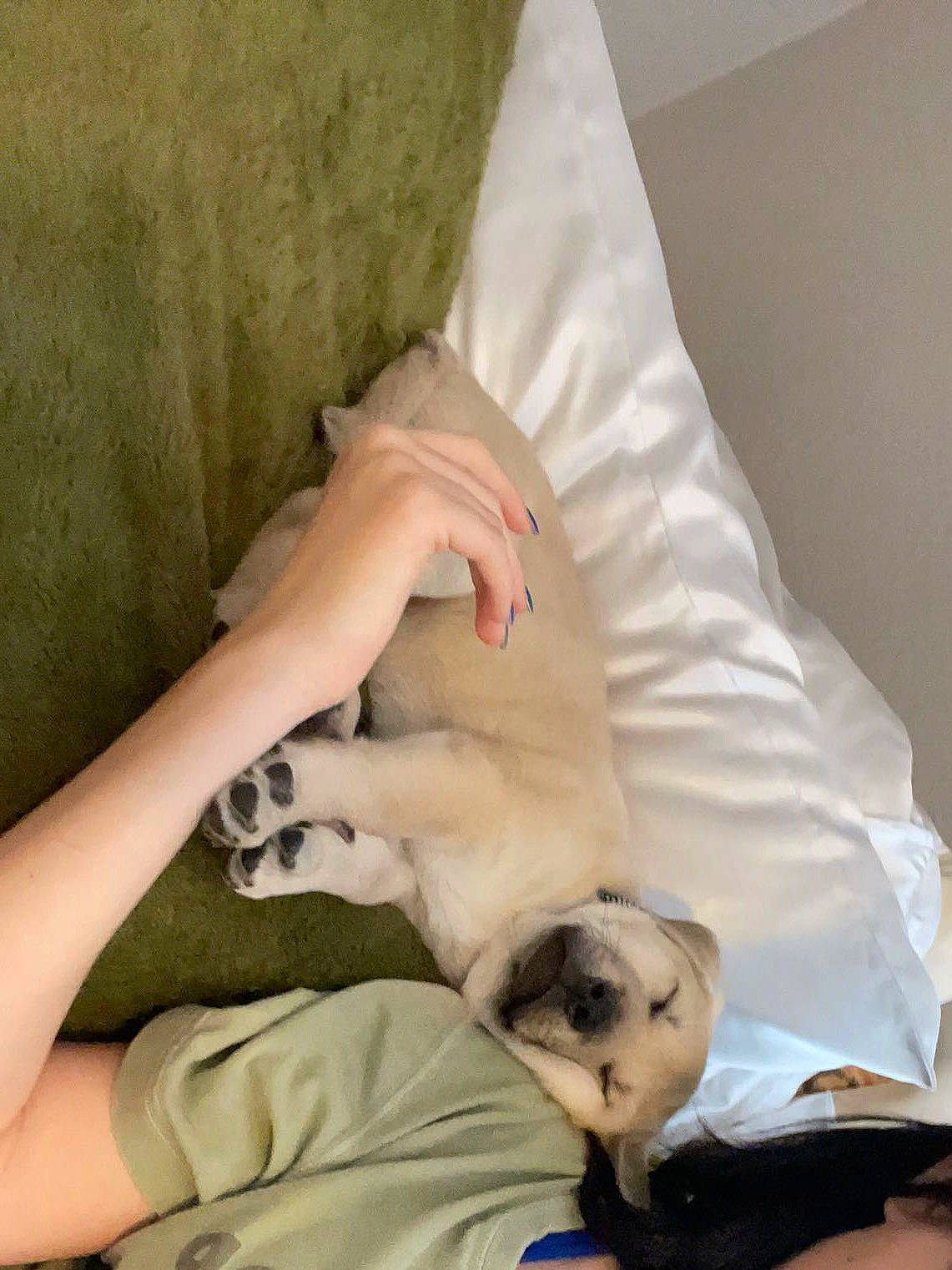 Butters joined the competition — help win amazing prizes! canidae, carnivore, comfort, companion_dog, dog, dog_breed, ear, fawn, felidae, fur, gesture, human_leg, linens, nap, pug, sitting, sporting_group, toy_dog, veterinarian, wrinkle