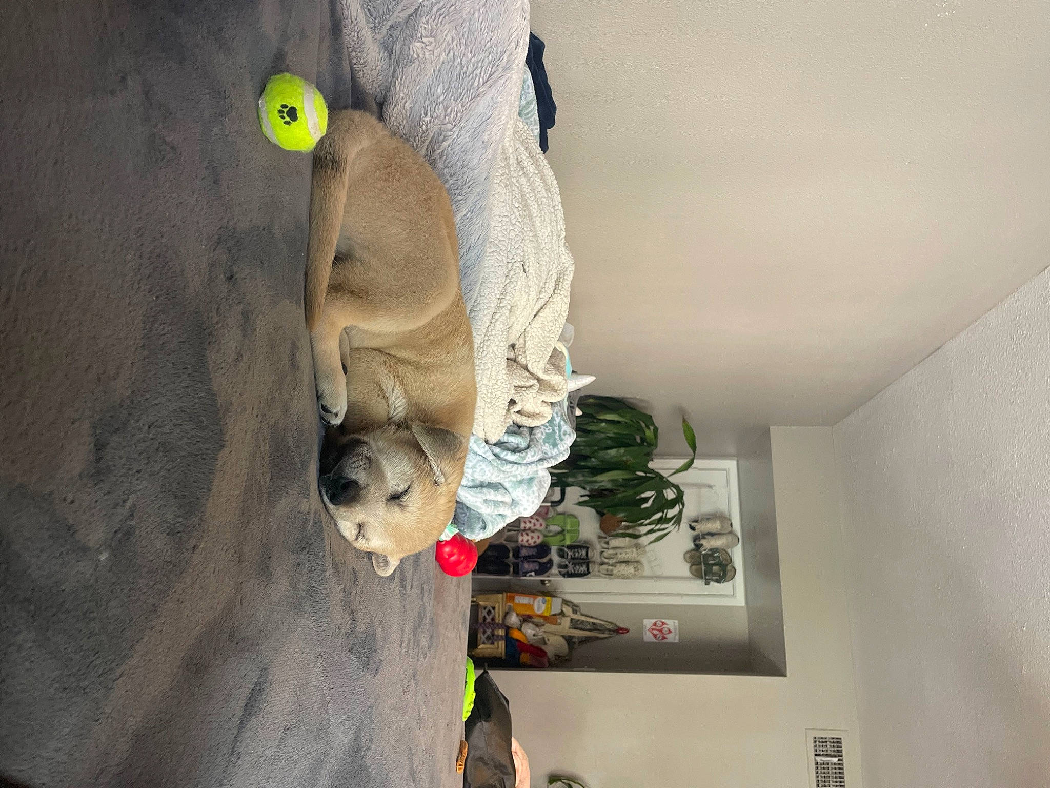 Butters joined the competition — help win amazing prizes! art, building, carnivore, ceiling, dog, dog_breed, fawn, flooring, house, plaster, room, sculpture, snout, sporting_group, stairs, statue, visual_arts, wall, wood, working_animal