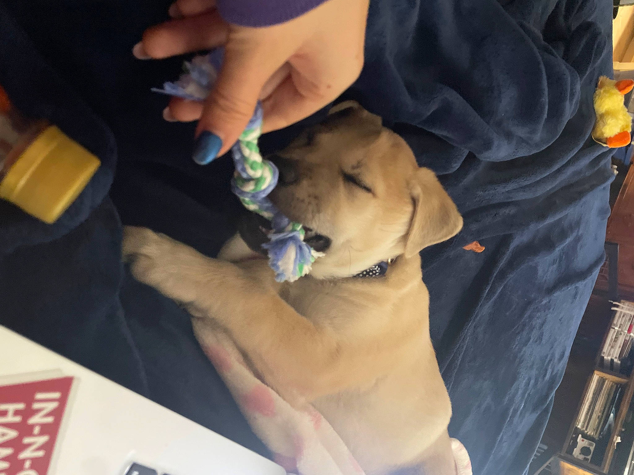 Butters joined the competition — help win amazing prizes! abdomen, canidae, carnivore, companion_dog, dog, dog_breed, fawn, finger, hand, hat, human_leg, nail, paw, puppy, snout, sporting_group, thigh, thumb, toy_dog, wrist