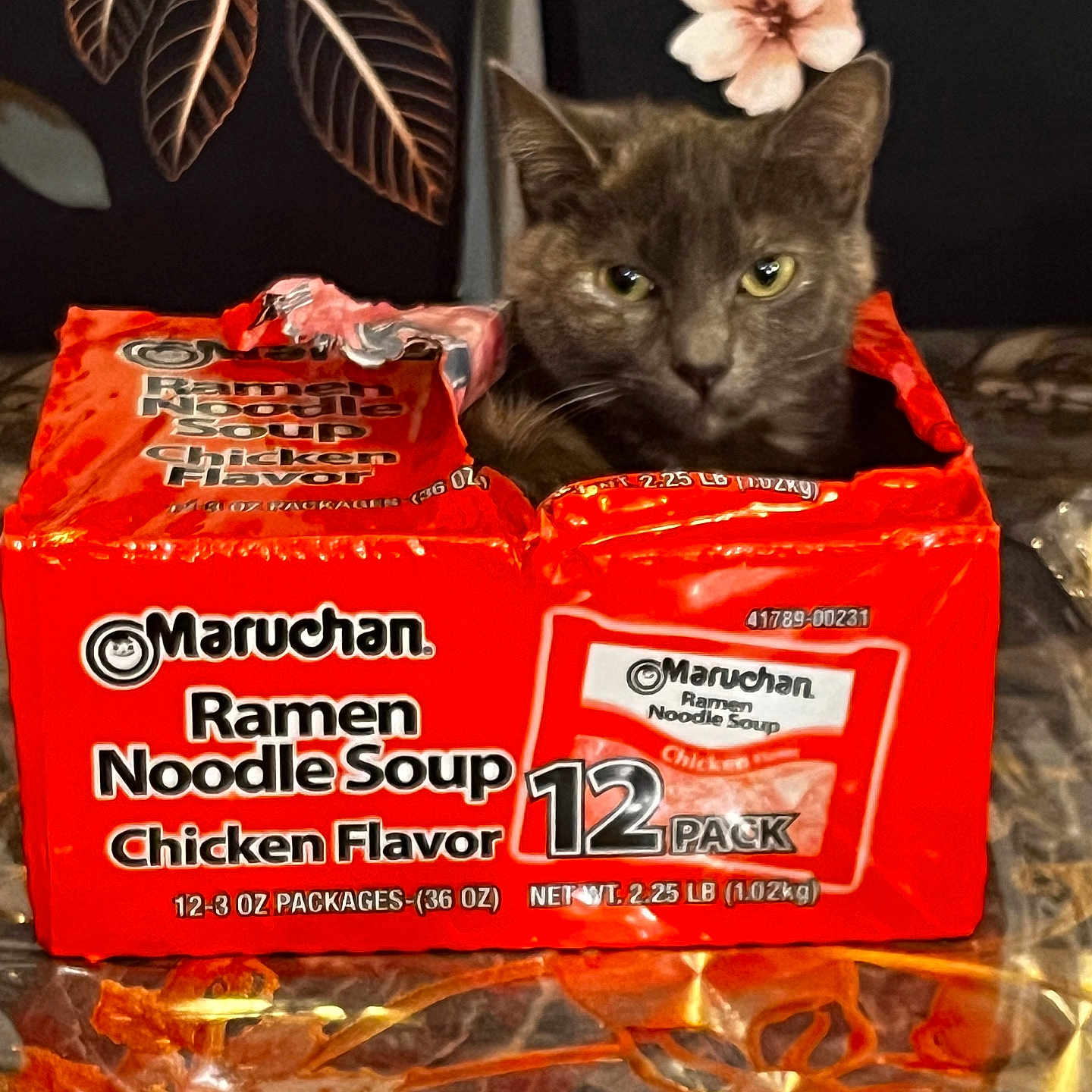 Luna joined the competition — help win amazing prizes! animal, box, cat, closeup, curious, cute, domestic_cat, flower_pattern, food, food_packaging, funny, gray_cat, indoor, leaf_pattern, maruchan, orange, pet, ramen_noodle_soup, sitting, table