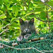 Gaïa a rejoint le concours — aidez-le/la à gagner de superbes lots ! cat, gray_cat, animal, pet, fence, greenery, leaves, outdoor, nature, relaxed, paws, fur, eyes, face, branch, sunlight, garden, plant, wildlife, closeup