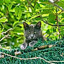 cat, gray_cat, animal, pet, fence, greenery, leaves, outdoor, nature, relaxed, paws, fur, eyes, face, branch, sunlight, garden, plant, wildlife, closeup