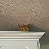 Chester joined the competition — help win amazing prizes! cat, ginger_cat, peeking, cabinet, white_cabinet, curious, indoor, ceiling, textured_ceiling, eyes, feline, pet, animal, home, wood, furniture, closeup, watching, quiet, still