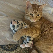 Chester is registered to the contest to win money with this photo: cat, orange_tabby, plush_toy, bed, bedding, patterned_bedspread, paw, fur, relaxed, indoor, pet, animal, cute, domestic_cat, whiskers, ears, toy, comfort, resting, cozy