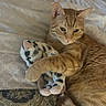 cat, orange_tabby, plush_toy, bed, bedding, patterned_bedspread, paw, fur, relaxed, indoor, pet, animal, cute, domestic_cat, whiskers, ears, toy, comfort, resting, cozy