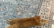Chester is registered to the contest to win money with this photo: cat, orange_tabby, rug, patterned_rug, blue_rug, cream_rug, sunlight, stretching, indoor, sofa, furniture, pet, animal, relaxed, home, floor, cozy, tabby, domestic_cat, resting