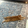 cat, orange_tabby, rug, patterned_rug, blue_rug, cream_rug, sunlight, stretching, indoor, sofa, furniture, pet, animal, relaxed, home, floor, cozy, tabby, domestic_cat, resting