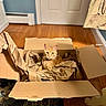 Chester is registered to the contest to win money with this photo: cat, orange_tabby, cardboard_box, packing_paper, indoor, wooden_floor, blue_wall, door, curious, pet, feline, cozy, home, relaxed, animal, domestic, sitting, alert, box, crumpled_paper