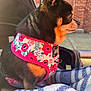 dog, small_dog, floral_harness, pet, animal, close_up, side_profile, blanket, striped_blanket, outdoor, sunlight, brick_wall, fur, cute, sitting, cozy, leash_ring, pet_accessory, portrait, warm_light