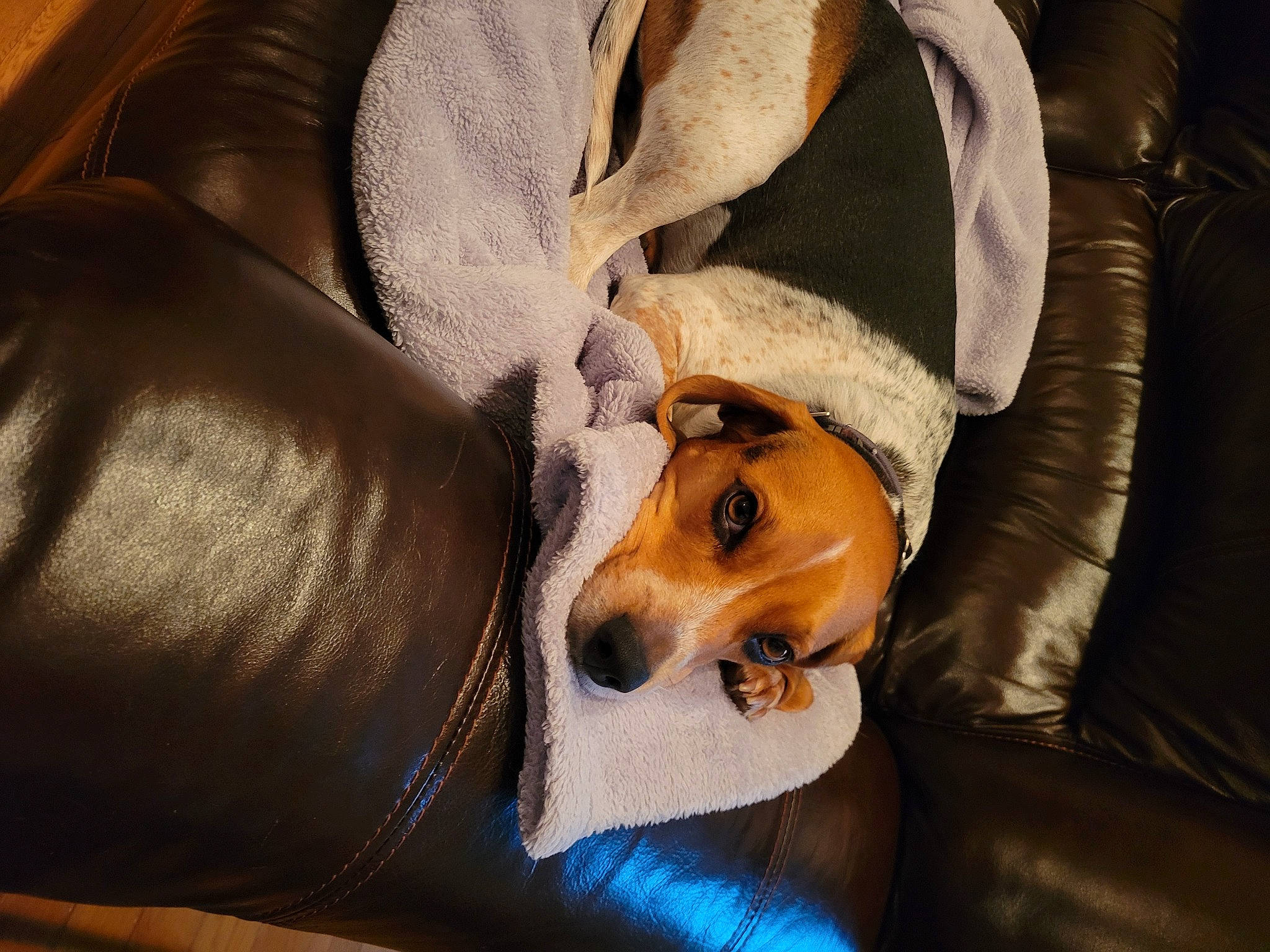 Paco is registered to the contest to win money with this photo: canidae, carnivore, comfort, companion_dog, couch, dog, dog_breed, dog_supply, fawn, fur, sitting, snout, sporting_group, whiskers, working_animal