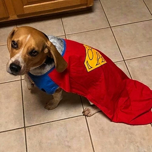 Paco is registered to the contest to win money with this photo: canidae, carmine, carnivore, collar, companion_dog, dog, dog_breed, dog_clothes, dog_supply, fawn, flooring, fur, liver, pet_supply, snout, sporting_group, tile_flooring, wood, working_animal