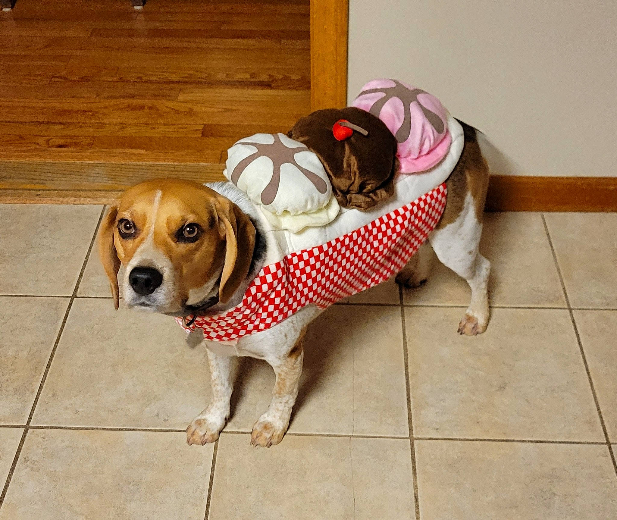 Paco is registered to the contest to win money with this photo: beaglier, carnivore, collar, companion_dog, dog, dog_breed, dog_collar, dog_supply, eyewear, fawn, floor, flooring, hardwood, liver, pattern, pet_supply, scent_hound, sporting_group, wood, working_animal