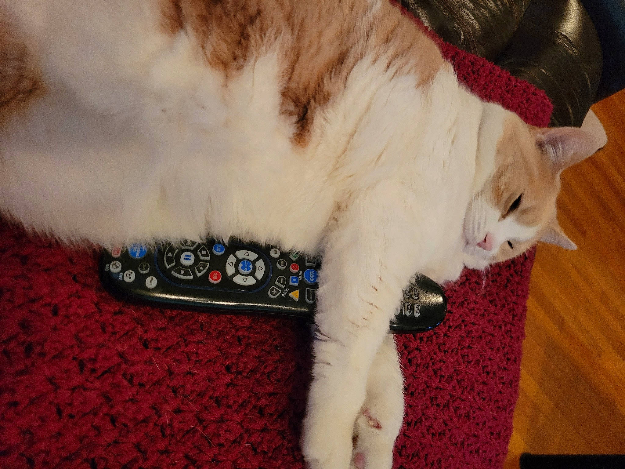 Addilynn is registered to the contest to win money with this photo: carnivore, cat, claw, comfort, domestic_short_haired_cat, electronic_instrument, fawn, felidae, foot, fur, human_leg, lap, nail, nap, paw, small_to_medium_sized_cats, snout, tail, tree, whiskers