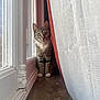 Neiko a rejoint le concours — aidez-le/la à gagner de superbes lots ! animal, cat, closeup, curious, curtain, domestic_cat, ears, eyes, feline, indoor, marble, natural_light, pet, quiet, sitting, striped, tabby_cat, white_paws, window, windowsill
