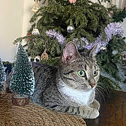 Neiko participe au concours pour gagner de l'argent avec cette photo : animal, cat, christmas, christmas_tree, closeup, decorative, feline, festive, green_eyes, holiday, holiday_decor, indoor, miniature_trees, ornaments, pet, relaxed, tabby, tabletop, wooden_table, woven_mat