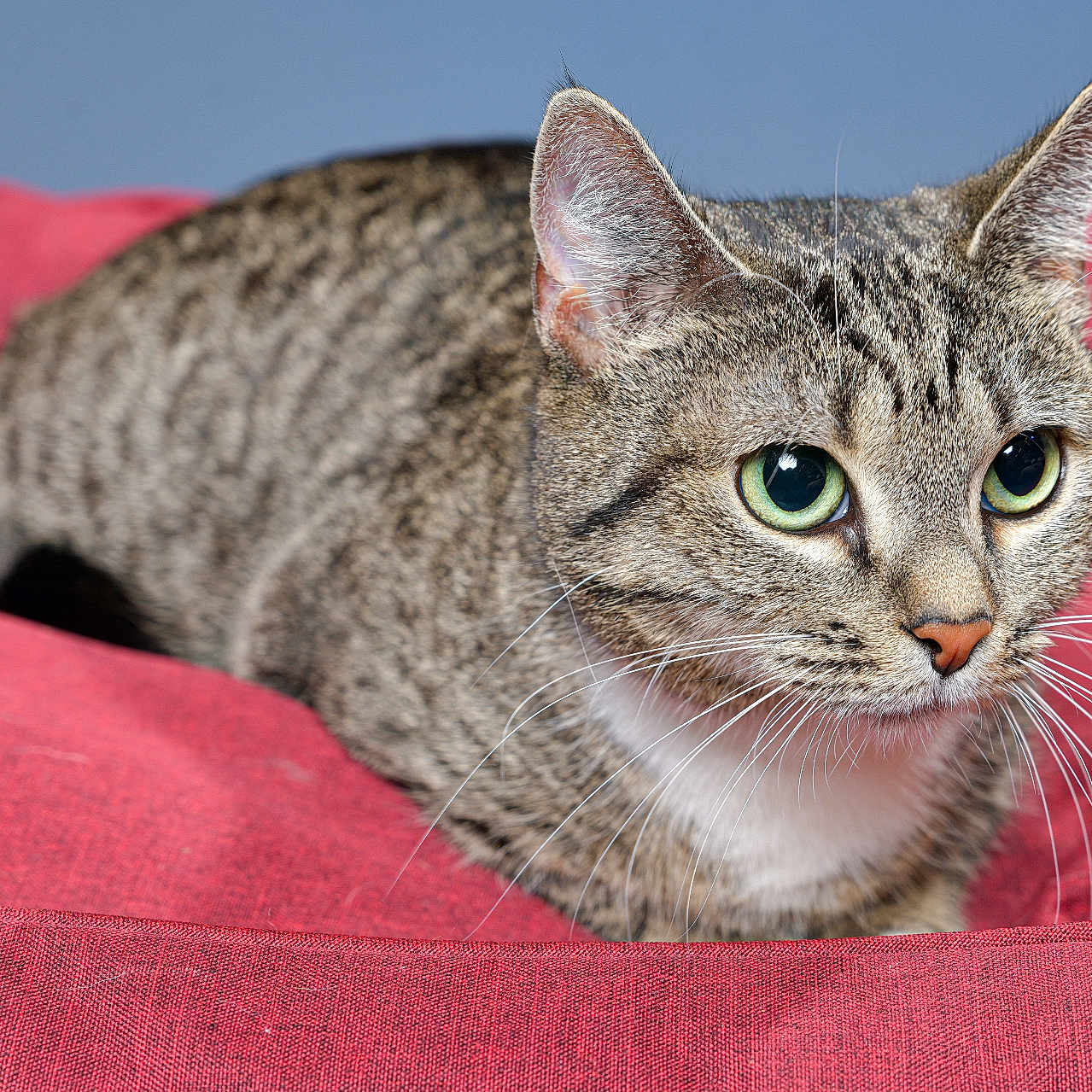 Neiko a rejoint le concours — aidez-le/la à gagner de superbes lots ! alert, animal, background, cat, close_up, cute, domestic_cat, ears, feline, fur, green_eyes, indoor, mammal, pet, portrait, red_cushion, resting, soft_texture, tabby_cat, whiskers