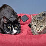 cat, black_and_white_cat, tabby_cat, pet_bed, red_bed, feline, animal, domestic_cat, whiskers, ears, alert, indoor, cute, fur, two_cats, resting, close_up, portrait, pets, companions