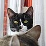Trunks participe au concours pour gagner de l'argent avec cette photo : cat, black_and_white_cat, green_eyes, window, curious, indoor, two_cats, close_up, whiskers, ears, fur, pets, animals, domestic_cat, looking, focus, portrait, foreground, background, natural_light