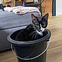 Trunks participe au concours pour gagner de l'argent avec cette photo : cat, black_and_white, bucket, indoor, wooden_floor, couch, blanket, cardboard_box, shelf, curious, pet, feline, whiskers, yellow_eyes, home, cozy, domestic, animal, floor, container