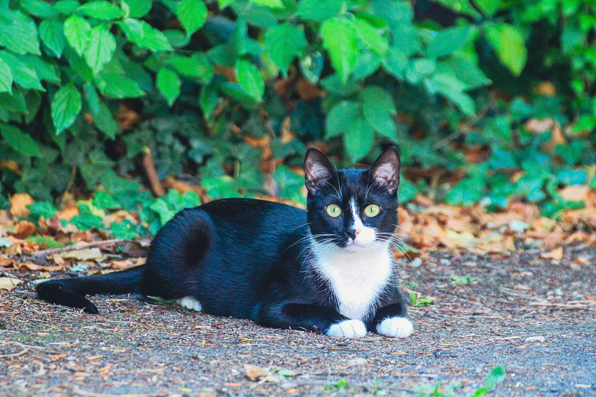 Trunks participe au concours pour gagner de l'argent avec cette photo : cat, animal, black_and_white, outdoor, nature, forest_floor, leaves, wildlife, pet, feline, resting, alert, greenery, ground, whiskers, eyes, mammal, domestic, fur, tail