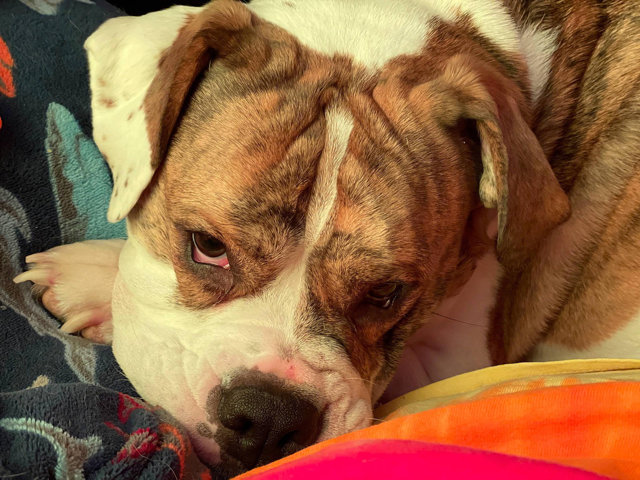 Angel is registered to the contest to win money with this photo: bored, canidae, carnivore, comfort, companion_dog, dog, dog_breed, ear, fawn, fur, liver, nap, paw, snout, sporting_group, terrestrial_animal, toy_dog, whiskers, working_animal, wrinkle