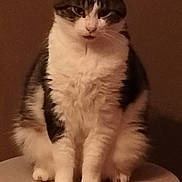 Ademo participe au concours pour gagner de l'argent avec cette photo : cat, feline, pet, animal, white_fur, gray_fur, sitting, indoor, fluffy, portrait, whiskers, ears, paws, close_up, domestic_cat, mammal, furry, cute, looking_at_camera, calm