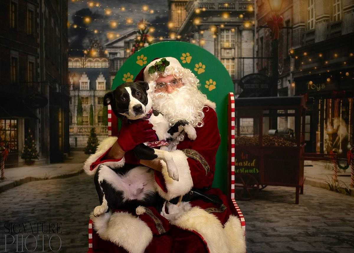 Elsie is registered to the contest to win money with this photo: accessories, adult, animal, architecture, bride, building, canine, christmas, clothing, female, festival, glasses, glove, head, machine, person, santaclaus, wedding, wheel, woman