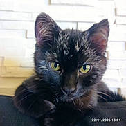 Gribouille a rejoint le concours — aidez-le/la à gagner de superbes lots ! cat, kitten, black_fur, close_up, yellow_eyes, pet, animal, indoor, feline, whiskers, ears, curious, resting, portrait, cute, young, domestic, soft_fur, texture, background