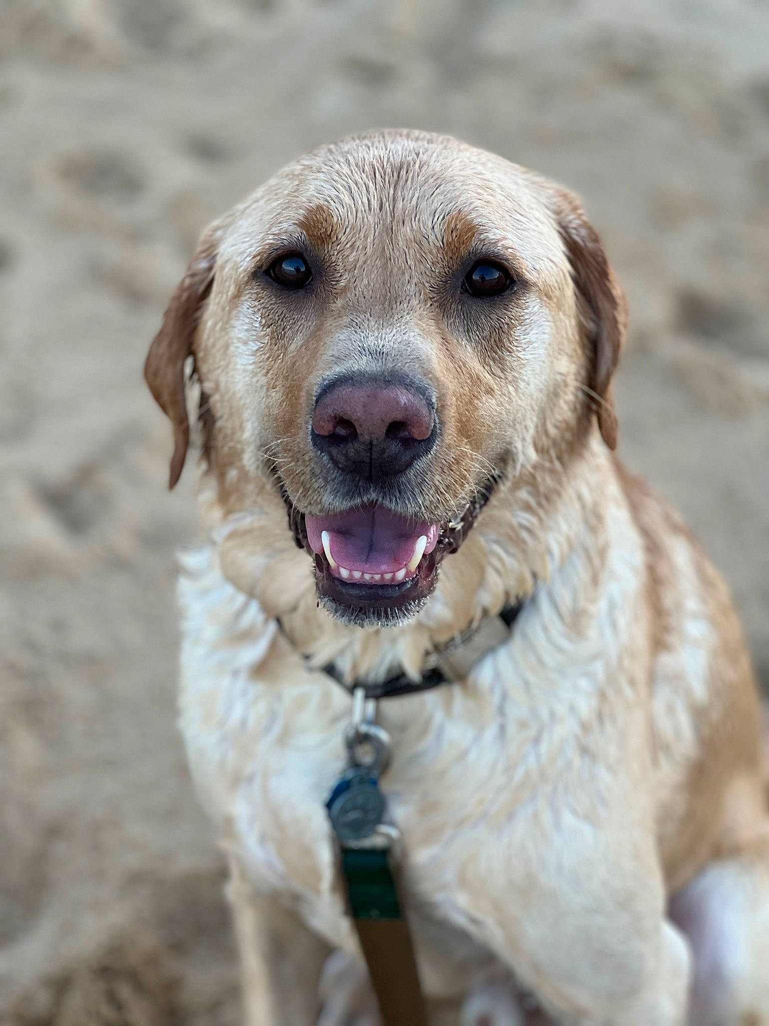 Rucker joined the competition — help win amazing prizes! canidae, carnivore, circle, collar, companion_dog, dog, dog_breed, dog_collar, fawn, snout, sporting_group, terrestrial_animal, whiskers, wildlife, working_animal