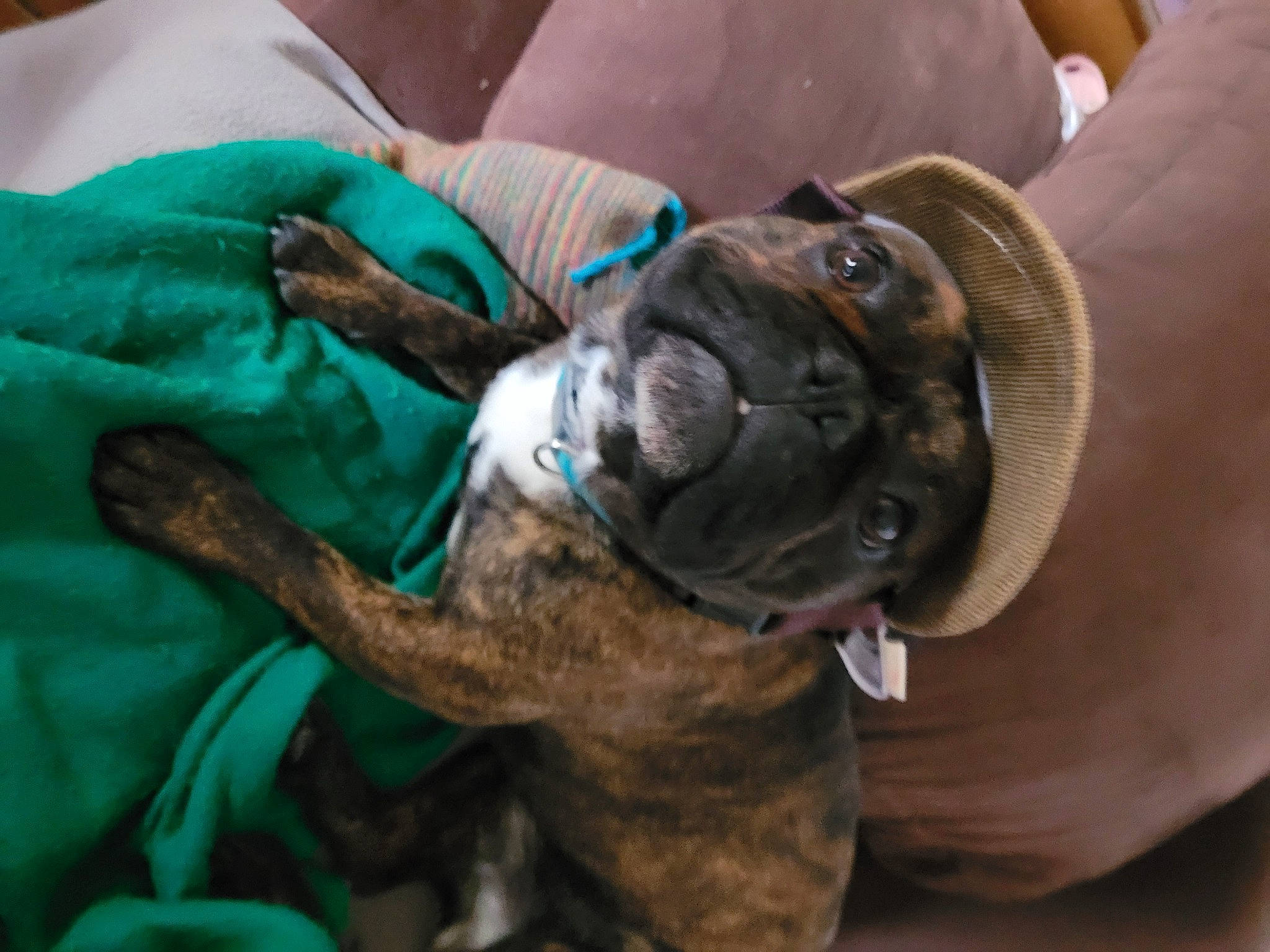 Momo participe au concours pour gagner de l'argent avec cette photo : boxer, bulldog, canidae, carnivore, collar, comfort, companion_dog, dog, dog_breed, dog_collar, ear, fawn, molosser, non_sporting_group, snout, sporting_group, toy_dog, working_animal, working_dog, wrinkle