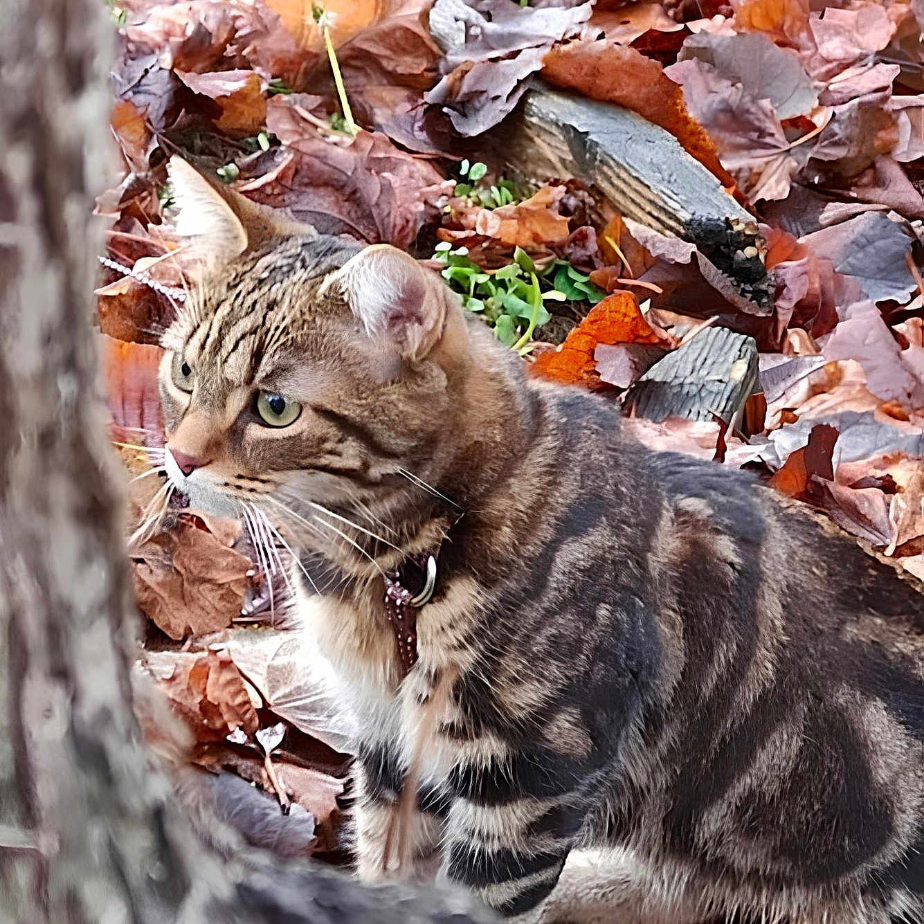 Karma a rejoint le concours — aidez-le/la à gagner de superbes lots ! abyssinian, animal, autumn, bird, cat, den, indoors, ivy, kitten, leaf, manx, maple, mapleleaf, ocelot, pet, plant, slate, tree, vegetation, wood