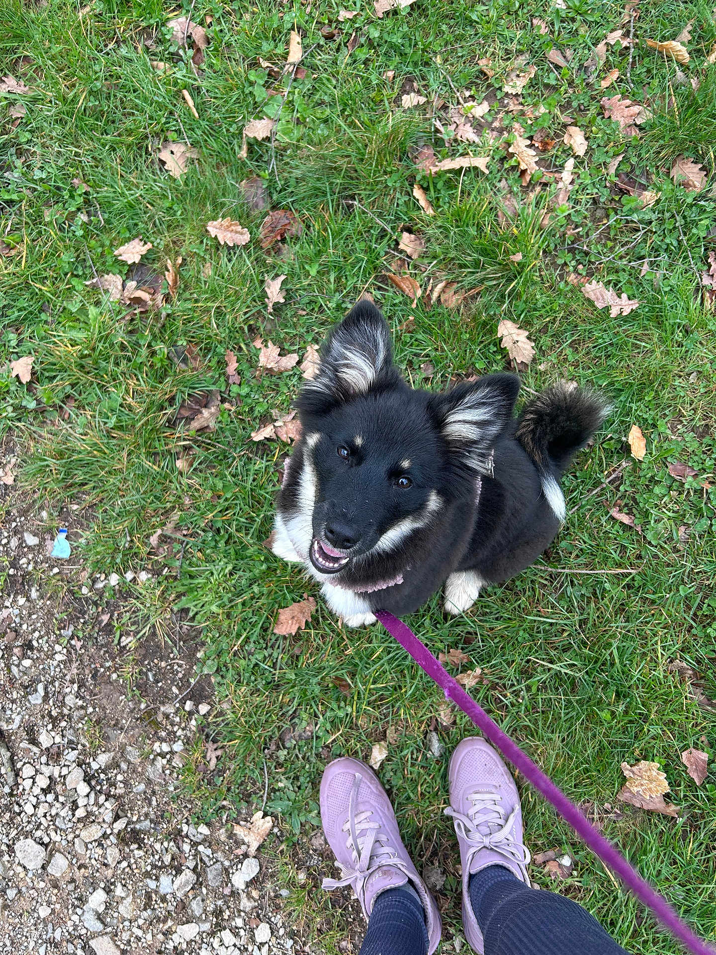 Akira a rejoint le concours — aidez-le/la à gagner de superbes lots ! dog, puppy, grass, leash, sneakers, shoes, person, looking_up, happy, ears, fur, outdoor, autumn_leaves, gravel, path, sitting, smile, collar, tail, nature