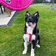 Akira participe au concours pour gagner de l'argent avec cette photo : animal, black_and_white, cute, daylight, dog, ears_up, fun, grass, greenery, happy, nature, outdoor, pet, pink_harness, playful, puppy, sitting, tongue_out, toy, yard