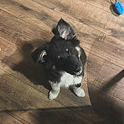 Akira participe au concours pour gagner de l'argent avec cette photo : puppy, dog, black_and_white, floor, wooden_floor, pet_toy, toy, indoor, pet, cute, looking_up, ears, shadow, small_dog, fur, animal, domestic_animal, playful, companion, adorable