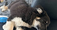 Akira a rejoint le concours — aidez-le/la à gagner de superbes lots ! animal, black_and_white, closeup, couch, cozy, cute, dog, domestic_animal, fur, indoor, leather, lying_down, nap, paw, pet, puppy, relaxing, resting, sleeping, young_dog