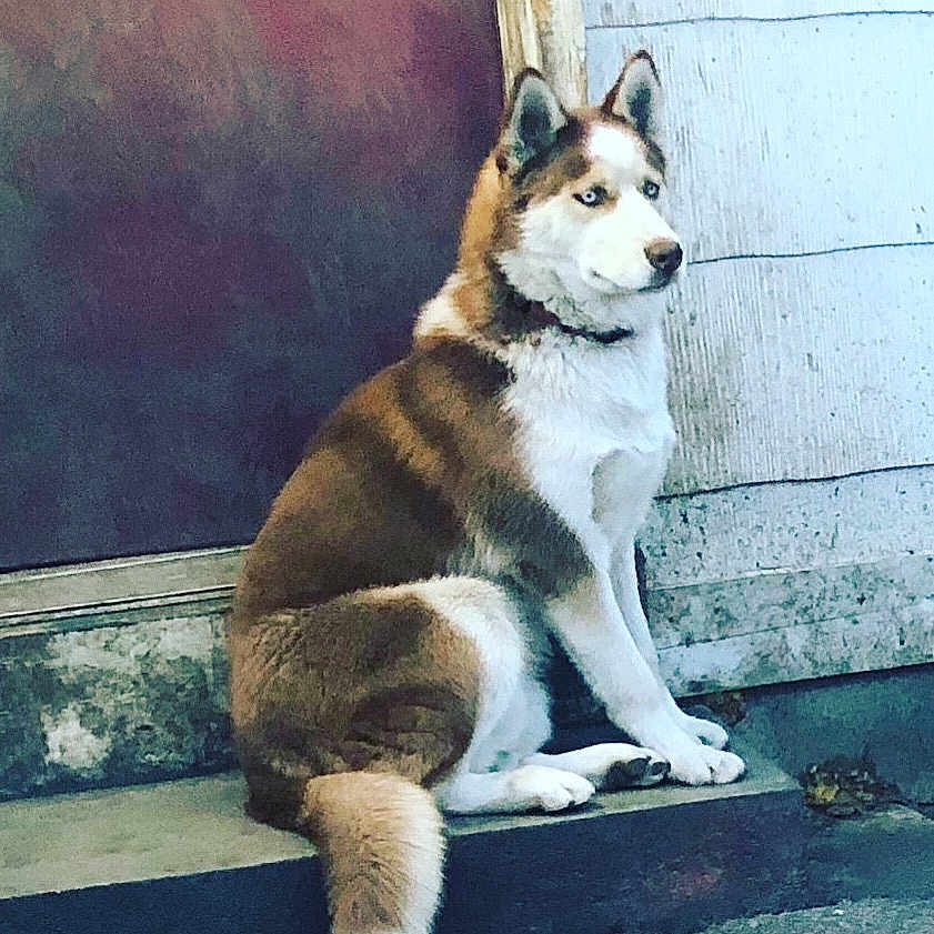 Bronco is registered to the contest to win money with this photo: ancient_dog_breeds, canidae, carnivore, dog, dog_breed, east_siberian_laika, mammal, native_american_indian_dog, northern_inuit_dog, rare_breed_dog, sakhalin_husky, seppala_siberian_sleddog, siberian_husky, sled_dog, snout, tail, tamaskan_dog, vertebrate, west_siberian_laika, wolfdog